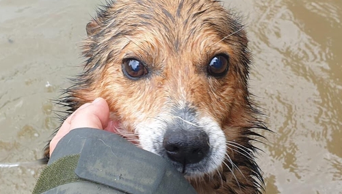 Apel o pomoc: Dramat schroniska na Podkarpaciu. Psy brodzą w wodzie