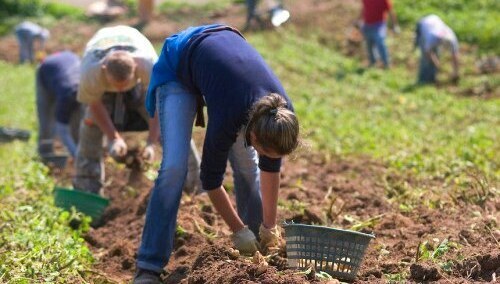 "Głos pracownika": Rynek pracy sezonowej