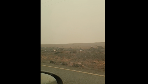 [video] Makabryczne wideo z Australii. Zwęglone kangury i koale leżące wzdłuż drogi