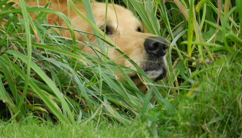 [grafika] Naprawdę? Pośród różnych modeli rodzin na okładce Polityki również kobieta z psem