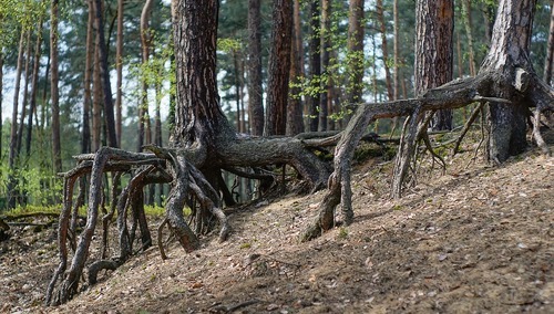 Cezary Krysztopa dla "TS": Sadziłem „las pierwotny”