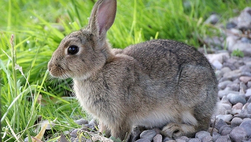 Romauld Szeremietiew: Zespół pogoni za króliczkiem