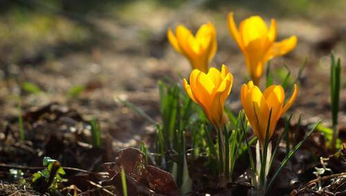 Krokusy - zdjęcie ilustracyjne
