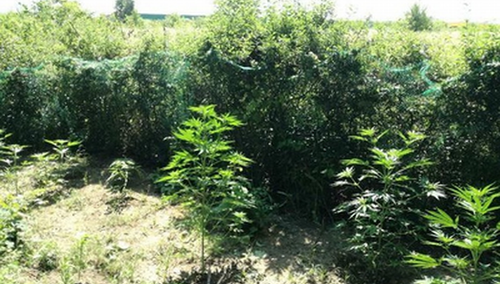 Wykorzystali zakrzewiony teren do stworzenia plantacji konopii. Wpadli podczas podlewania...