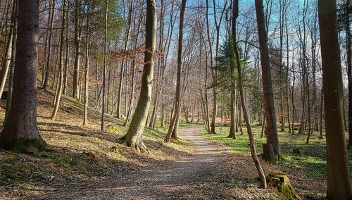 Zbigniew Kuźmiuk: Także Lasy Państwowe skończyły poprzedni rok wysokim zyskiem