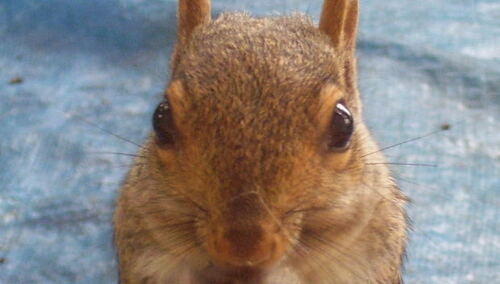 Rosemann: Wrzutki czyli mord na wiewiórce Basi