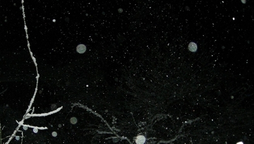 Jerzy Bukowski: Icemani czy durnie?