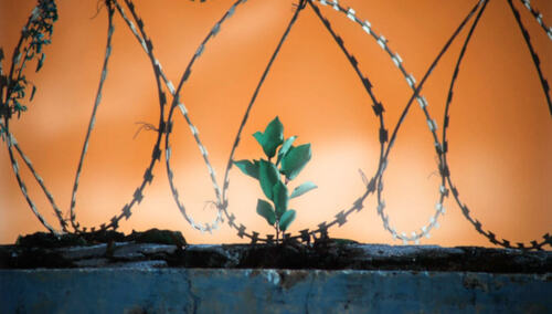 Zielona roślina, mur, drut kolczasty