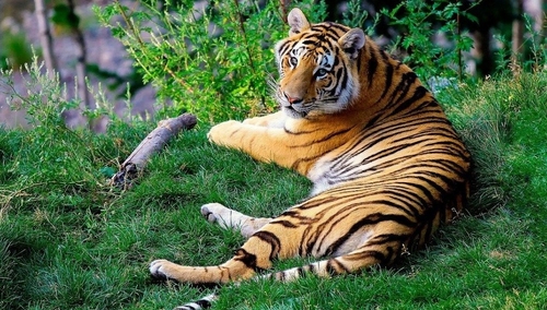 USA: Tygrysica z nowojorskiego zoo zakażona koronawirusem