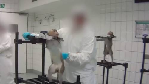 [video] Krzyczące małpy. Wyjące psy. Niemieckie laboratorium