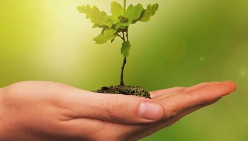 W stulecie przywrócenia stosunków z Polską w Watykanie zasadzono polskie dęby