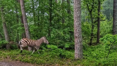 Nadleśnictwo Elbląg