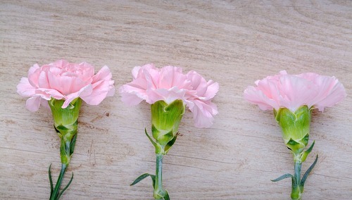 Cezary Krysztopa dla "TS": Goździki i rajstopy