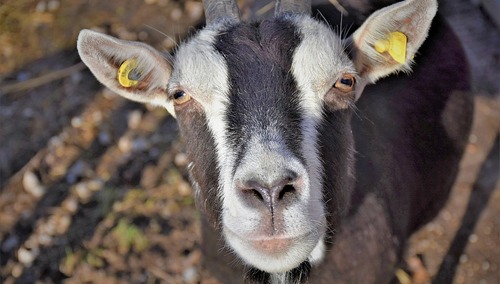 Warszawa. Właściciel kóz z prokuratorskim zarzutem. W ciągu pół roku otrzymał 96 tys. zł
