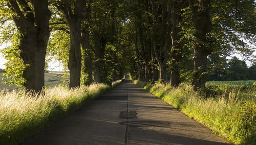 Felieton "TS". Rafał Górski: Kiedy wycinka głupoty i chciwości?