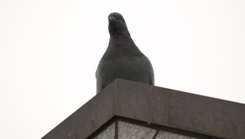 Jacek Jarecki: Strzeż się! Nadlatuje gołąbek pokoju