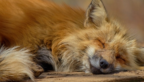 Koszmarne odkrycie w Finlandii. Zwierzęta futerkowe przetrzymywane w straszliwych warunkach