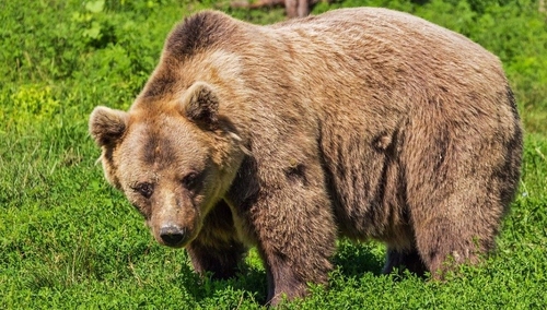 Po incydencie z pijanym agresorem Niedźwiedzice Sabina i Mała zamieszkają pod całodobową ochroną