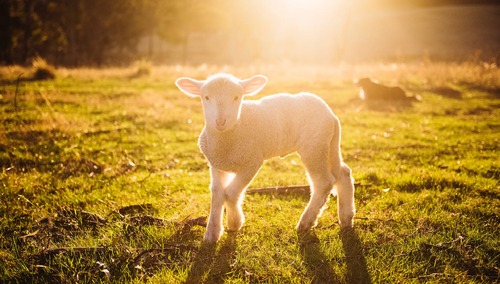 [video] Ewangelia na IV Niedzielę Wielkanocną [Niedzielę Dobrego Pasterza] z komentarzem