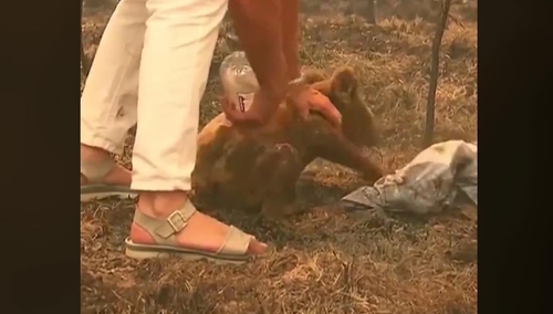 [video] Kobieta wyniosła poparzonego koalę z płonącego lasu