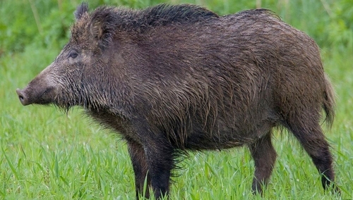 Jerzy Bukowski: Dzik skasował rezolucję