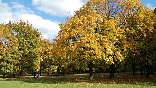 Pole Mokotowskie jesienią