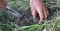 gogana
