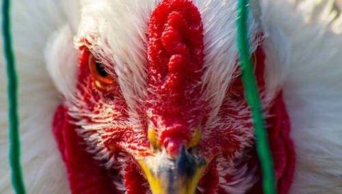 Kura - zdjęcie ilustracyjne