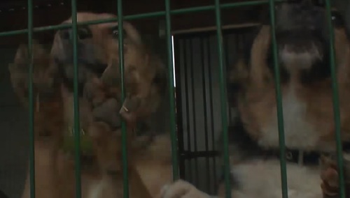 [Zwiastun] Magazyn Śledczy Gargas: Jak w Polsce robi się biznes na bezdomnych zwierzętach?