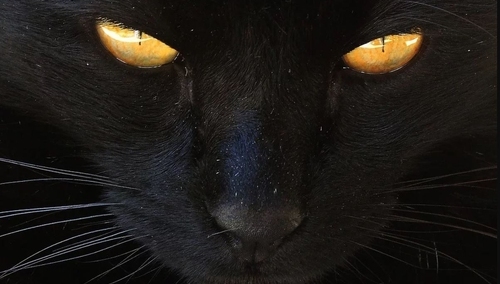 Prawy Sierpowy Mikroblog: Klątwa zidiocenia