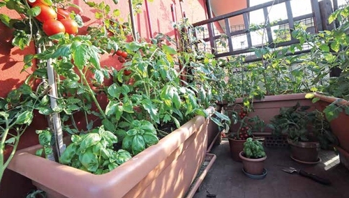 Warzywne ogrody balkonowe - sposób Polaków z dużych miast na uprawę zdrowej żywności