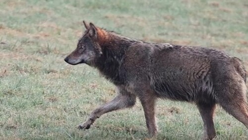 U nas nie chcą odstrzału dzików, a w Norwegii mieszkańcy żądają odstrzału wilków...