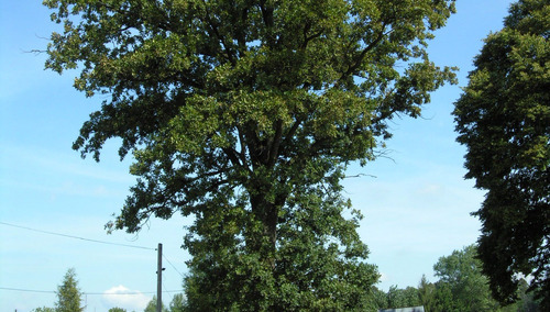 dąb niepodległości, fot Tomasz Gutry