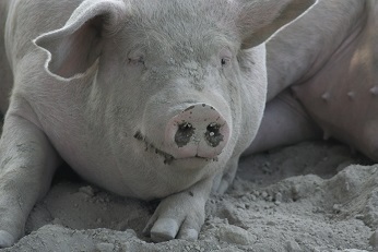 Fraszki, Ulotki: Fortuna kołem się... tuczy...