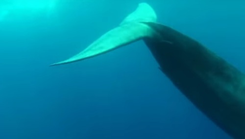 Przemysław Jarasz: Po Gliwicach także w Zabrzu nastoletnia ofiara „niebieskiego wieloryba”