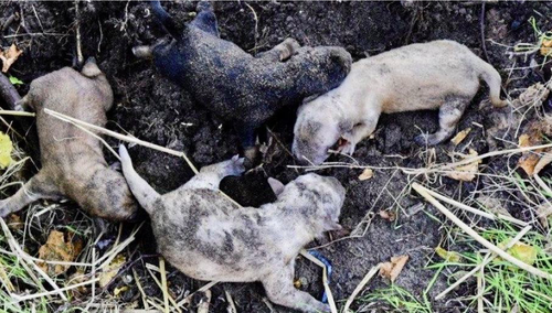 Zakopała żywcem cztery szczeniaki. Tłumaczyła, że "nie było jej stać"