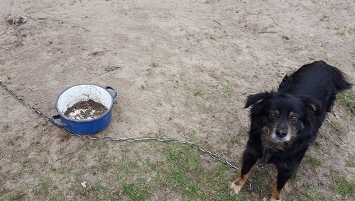 Izabela Pek: Mówi się „Pies – odwieczny przyjaciel człowieka”. Nie zawsze działa to w drugą stroną