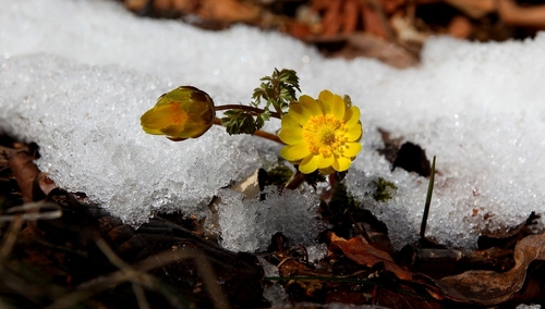 Zimowy śmigus-dyngus: W całym kraju opady śniegu i deszczu