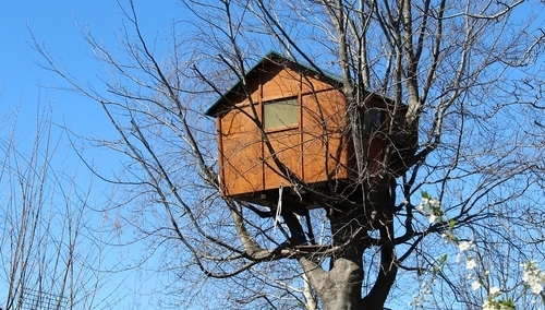 Cezary Krysztopa dla "TS": Przepis na domek na drzewie