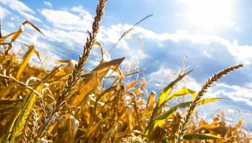 [Felieton "TS"] Cezary Krysztopa: Nie cierrrpię upałów