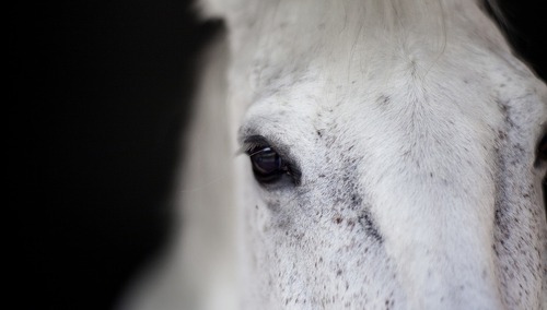 [video] Okładka Newsweeka - nie uwierzycie. Wildstein: Poziom śmieszności, którego skomentować się nie da