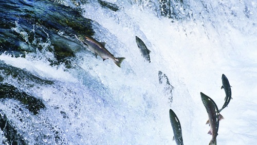 Ryby wędrowniczki. Bardzo mało gatunków ryb pozostaje przez całe swoje życie tylko w jednym miejscu