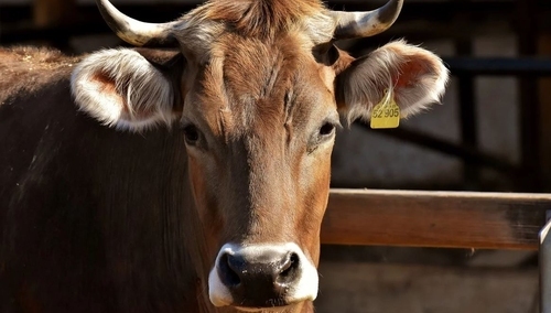 Zbigniew Kuźmiuk: Rząd przyjął program wsparcia rolników poprawiających dobrostan zwierząt