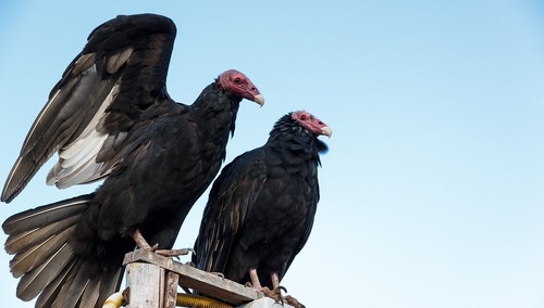 Prawy Sierpowy: Przebieranki czerwonych sępów