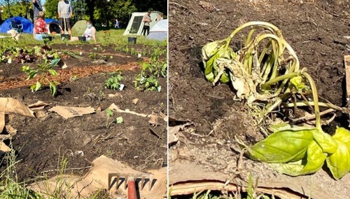 Doskonała ilustracja efektów neomarksizmu. Antifa zrobiła sobie "ogródek" w Seattle. A efekt wygląda tak