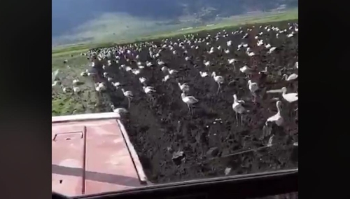 [video] Bociany zmierzają do Polski. Zrobiły przerwę na odpoczynek w Libanie