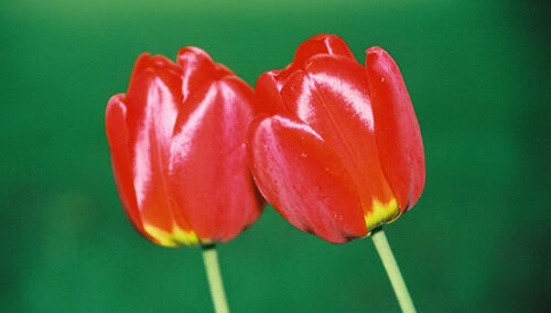 Elżbieta Połomska: Tulipany życia