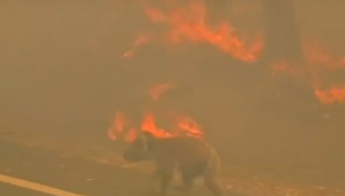 [video] Australia publikuje szokujące liczby. Zginęło prawie pół miliarda zwierząt, w tym 8 tys. koali