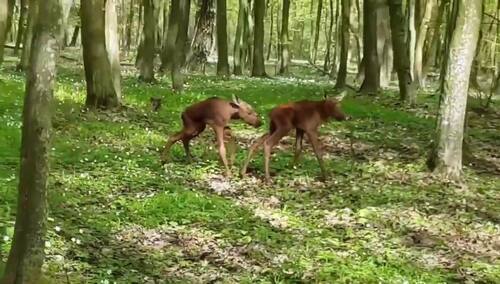 [video] Leśniczy napotkał małe łosie robiące pierwsze kroki. Internauci zauroczeni