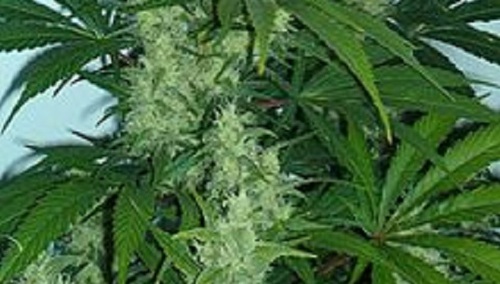 Amerykanie wybierają prezydenta i… legalizują marihuanę!